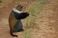 : Cercopithecus mitis; Sykes Monkey