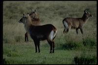 : Kobus defassa; Defassa Waterbuck