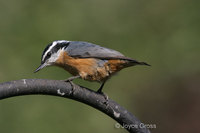 : Sitta canadensis; Red-breasted Nuthatch