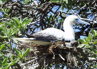 : Sula sula rubripes; Red Footed Booby