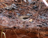 : Tringa solitaria; Solitary Sandpiper