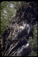 : Zenaida sp.; Dove