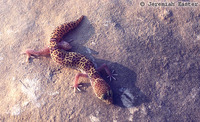 : Coleonyx brevis; Texas Banded Gecko