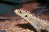 : Gerrhosaurus major; Sudan Plated Lizard