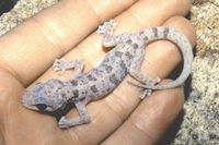 : Phyllodactylus nocticolus; Peninsular Leaf-toed Gecko