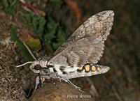 : Manduca sexta; Tomato Hornworm