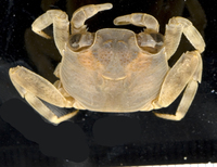 : Grapsus tenuicrustatus