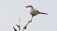 Great Grey Shrike Lanius excubitor