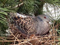 멧비둘기 Streptopelia orientalis | rufous turtle dove