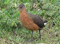 ...The fearless Rouget's Rail is endemic to Ethiopia and Eritrea and is particularly easy to see in