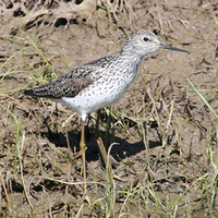 Marsh Sandpiper