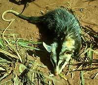 ЮЖНЫЙ ОПОССУМ (Didelphis albiventris)