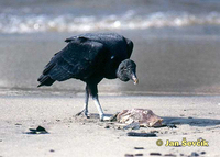 Photo of kondor havranovitý, Black Vulture, Rabengeier, Zopilote Negro, Coragyps atratus.