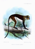 cercopithecus denti