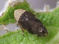 Philaenus spumarius - Meadow Froghopper