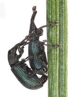 Perapion violaceum