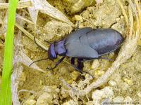Meloe decorus