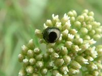 Coptosoma scutellatum