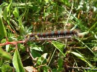 Eriogaster lanestris - Small Eggar