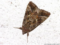 Autographa pulchrina - Beautiful Golden Y