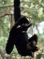 Northern white-cheeked gibbon (Nomascus leucogenys)