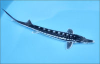 Stellate  Sturgeon