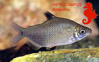 Distichodus affinis, Silver distichodus: aquarium