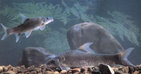 Ptychidio jordani, : fisheries