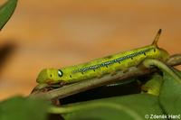 Daphnis nerii - Oleander Hawk-moth