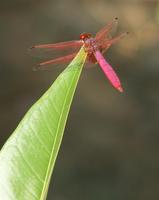 Trithemis aurora