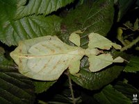 Phyllium bioculatum