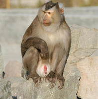 Image of: Macaca nemestrina (pigtail macaque)