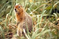 Image of: Spermophilus parryii (Arctic ground squirrel)