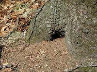 Image of: Tamias striatus (eastern chipmunk)