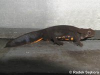 Cynops pyrrhogaster - Japanese Fire Belly Newt