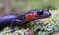 Image of: Plethodon jordani (Appalachian salamander)