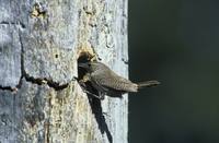 Troglodytes aedon - House Wren