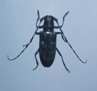 Image of: Cerambycidae (long-horned beetles and sawyer beetles)