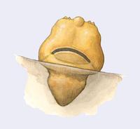 Image of: Halictophagus naulti