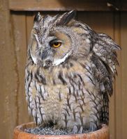 Asio otus - Long-eared Owl