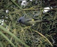 Image of: Iridosornis analis (yellow-throated tanager)