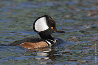 Image of: Lophodytes cucullatus (hooded merganser)