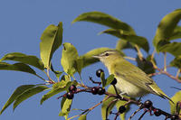 Image of: Vireo olivaceus (red-eyed vireo)