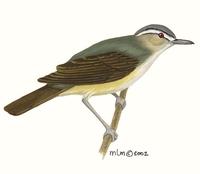 Image of: Vireo olivaceus (red-eyed vireo)