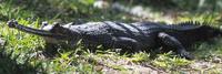 Image of: Gavialis gangeticus (Indian gharial)