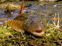 Cottus gobio - European Bullhead