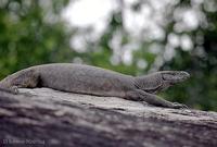 Image of: Varanus bengalensis (Bengal monitor)