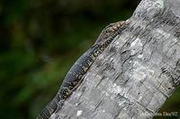 Image of: Varanus salvator (water monitor)