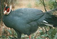 Blue Eared Pheasant - Crossoptilon auritum