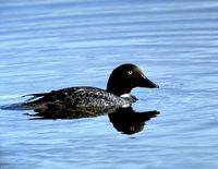 Common Goldeneye - Bucephala clangula